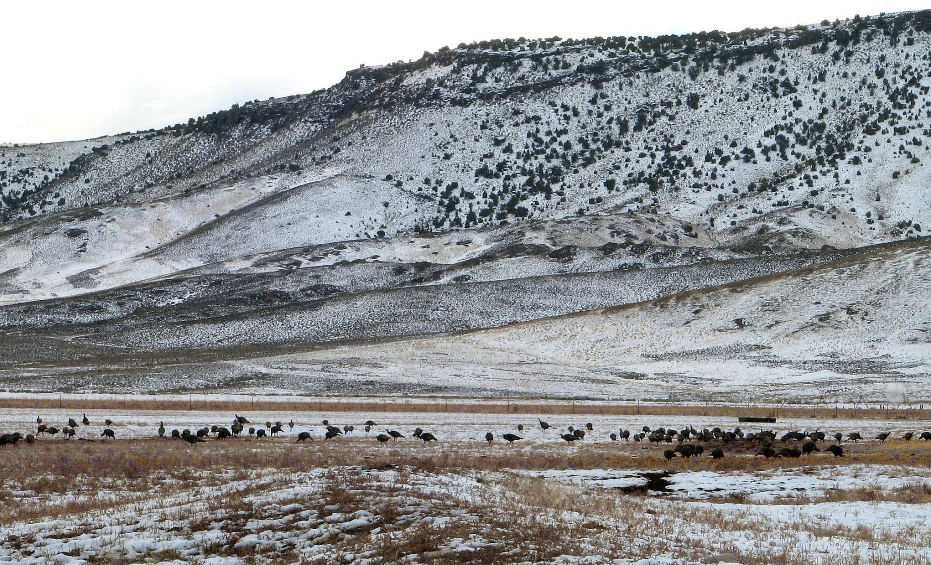 Snowy scene